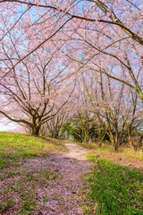Obraz premium 写真素材：桜、香川、自動車、風景、青野山