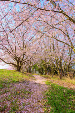 写真素材：桜、香川、自動車、風景、青野山