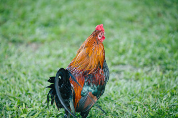 草原のニワトリ