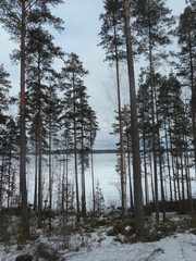 northern forest