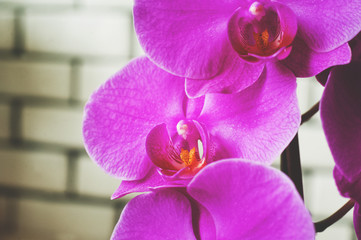 The natural texture of pink phalaenopsis orchids is close-up and copy space. Flowers of coral orchids, toned photo