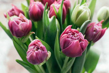 Close up and selective soft focus on front right flower in bouquet of beautiful pink and green tulips. Blurred abstract background. Spring, holiday, date, event concept, for card