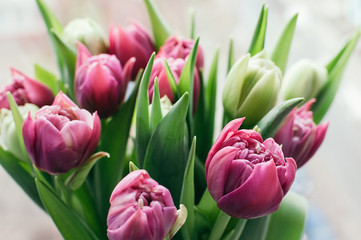 Close up and selective soft focus on front right flower in bouquet of beautiful pink and green tulips. Blurred abstract background. Spring, holiday, date, event concept, for card