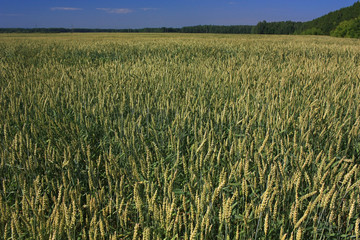 Green field of wheat ears