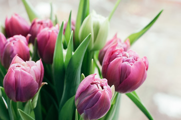 Close up and selective soft focus image of bouquet of beautiful pink and green tulip flowers. Blurred abstract background. Spring, holiday, date, event concept, for card