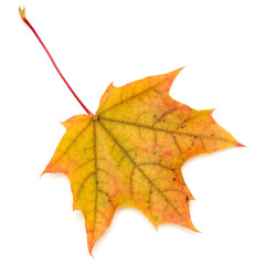 colorful autumn maple leaf isolated on white