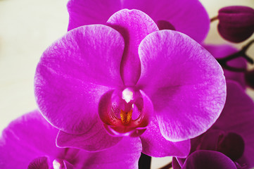 The natural texture of pink phalaenopsis orchids is close-up and copy space. Flowers of coral orchids, toned photo