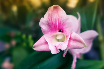Fototapeta na wymiar Pink orchids in the garden