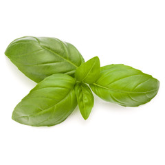 Sweet basil herb leaves isolated on white background closeup