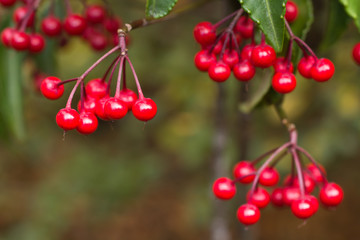 マンリョウの実