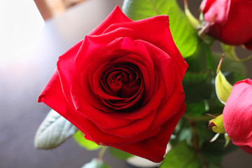 Primo piano di una rosa rossa vista dall'alto, fiori e natura © Sara