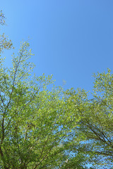 green leaf branchs of big tree in nature