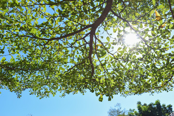 sun light through green leaf branchs of big tree