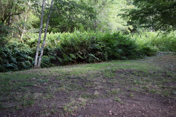 bosque