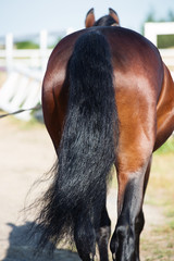 walking sportive horse with long tail. back view