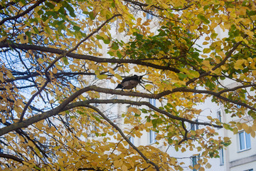 The crow sits on a branch of a yellow autumn linden tree and caws in its own language. Clear autumn weather without precipitation and clouds pleases urban birds.