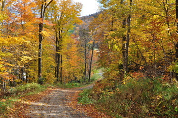 Autumn Colors Along a Trail in Vermont