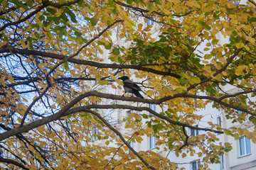 The crow sits on a branch of a yellow autumn linden tree and caws in its own language. Clear autumn weather without precipitation and clouds pleases urban birds.
