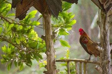 Two chickens are standing on the wood.