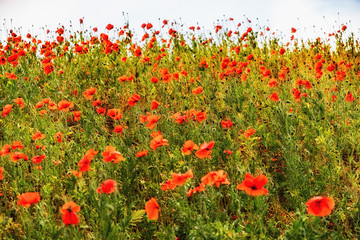 Red poppies in the field in a bright, sunny day in summer