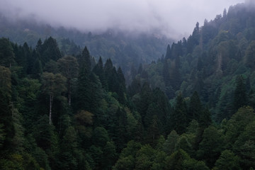 Misty landscape with fir forest