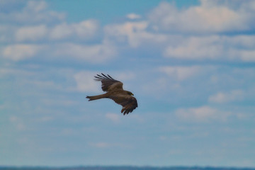 photography bird of prey eagle close-up flying on a low-level flight against a blurred sky