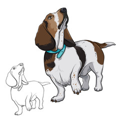 The dog looks up. Dog Basset. Dog with a collar. Vector illustration