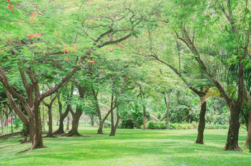 Fototapeta na wymiar many trees which green fresh leaves and green grass on the ground in the park outdoor. green nature background.