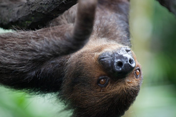 Closeup portrait of brown furry sloth with yellow eyes and a bright nose looking upside down. Singapore zoo