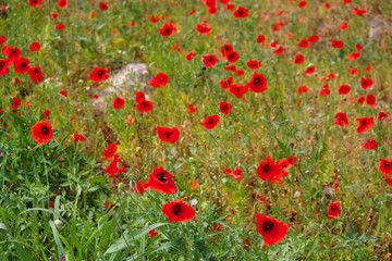 Red poppies in the field in a bright, sunny day in summer