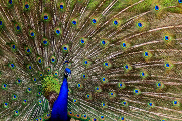 Naklejka premium Peacock close up with vibrant colors in body and feathers