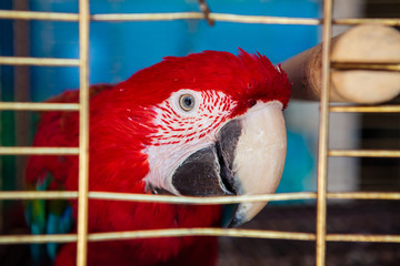 The scarlet macaw (Ara macao)