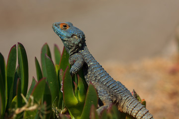 Closeup portrait of a lizard