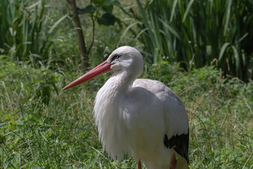 Weißstorch