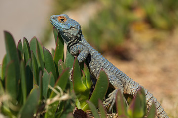Closeup portrait of a lizard