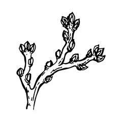  painted branch of a tree with a kidney isolated on a white background