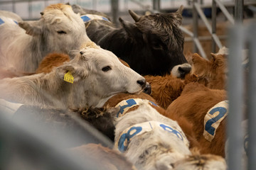 Naklejka premium Calf scared and waiting for what is about to happen