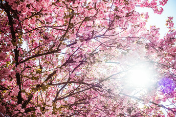 Obraz na płótnie Canvas Beautiful Cherry blossom Tree against Sunbeams 