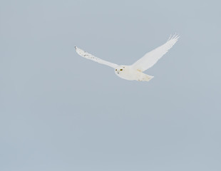 Male Snowy Owl Perched on Fence Post against Blue Sky