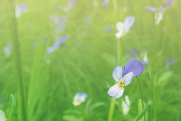 Obraz na płótnie Canvas spring flowers on natural background