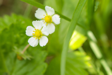 spring flowers on natural background