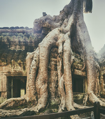 Ta Prohm temple. Siem Reap. Cambodia