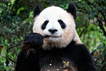 Obraz na płótnie Canvas Panda in Sichuan, China