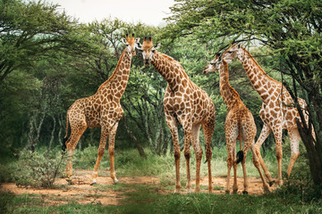 Fototapeta premium Four giraffes gathering on the trees in a national park in South Africa