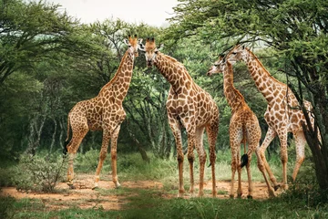 Gordijnen Four giraffes gathering on the trees in a national park in South Africa © JonoErasmus