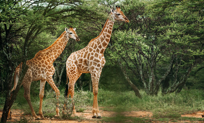 A pair of giraffe walking through the trees in the bush in a national park in South Africa - obrazy, fototapety, plakaty