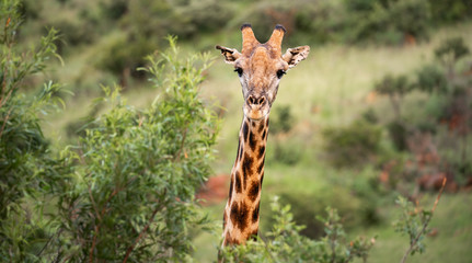 Close up image of a giraffe looking at the camera behind a tree in a national park in South Africa - obrazy, fototapety, plakaty