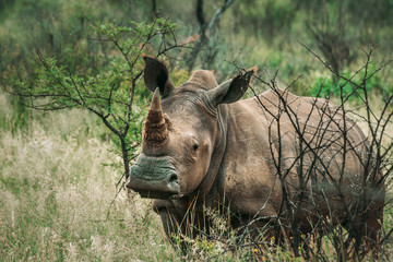 A portrait of a Rhino in the bush looking into the camera standing in green grass during the rainy season between green small and horns in South Africa