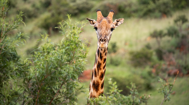 Close up image of a giraffe looking at the camera behind a tree in a national park in South Africa