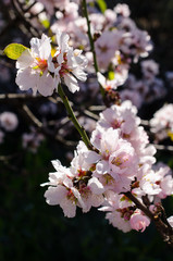 Almond tree blossom